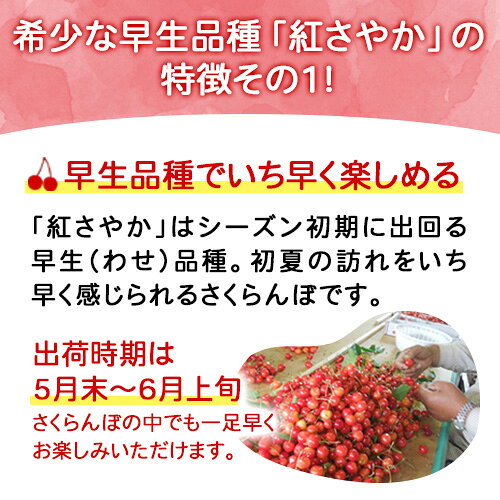 5月末〜6月上旬お届け予定 さくらんぼ 紅さやか 200g×4パック(800g) バラ詰 MLサイ...