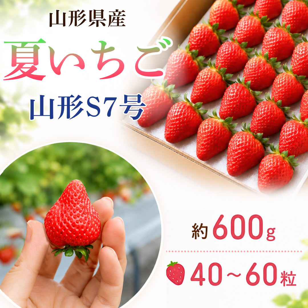 夏秋いちご 山形S7号 約600g 40〜60粒 山形県産 夏いちご イチゴ 苺 国産 山形産 業務用 家庭用 製菓用 ケーキ スイーツ デザート クール便 送料無料