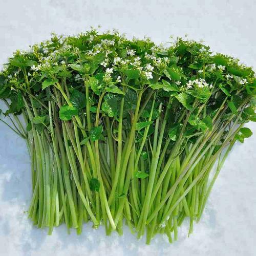 2月〜3月発送 山形県産 花わさび 約50gx10パック 冬ギフト プレゼント