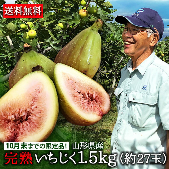 9月発送開始予定 いちじく 送料無料 山形県産 イチジク 生 無花果 約1.5kg（約27玉） ※北海道・中国・四国・九州・沖縄配送不可※ ギフト 帰省暮