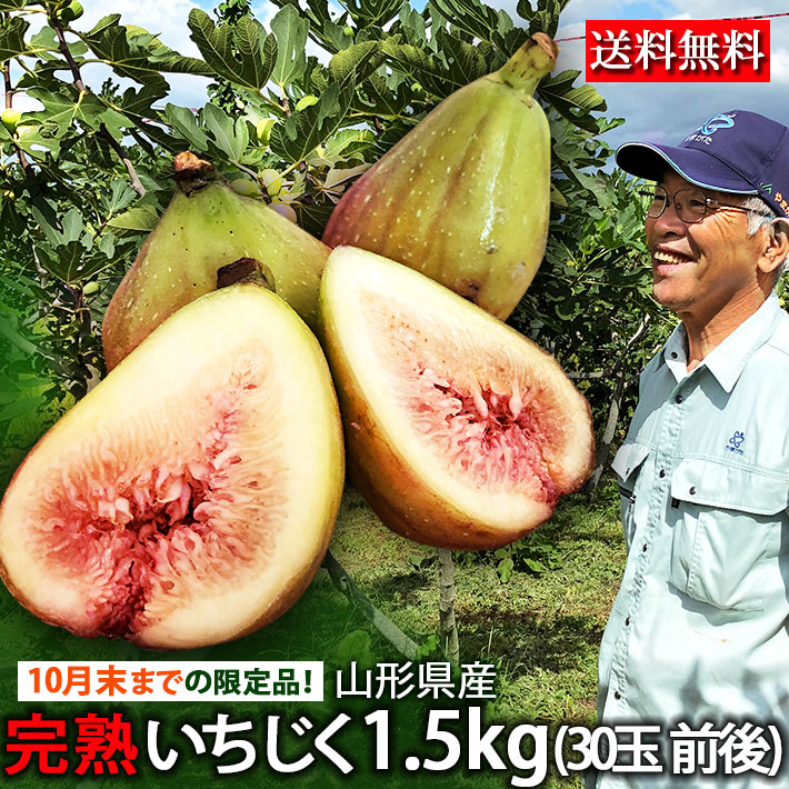 9月発送開始予定 いちじく 送料無料 山形県産 イチジク 生 無花果 約1.5kg（30玉前後） ※北海道・中国・四国・九州・沖縄配送不可※ クール便