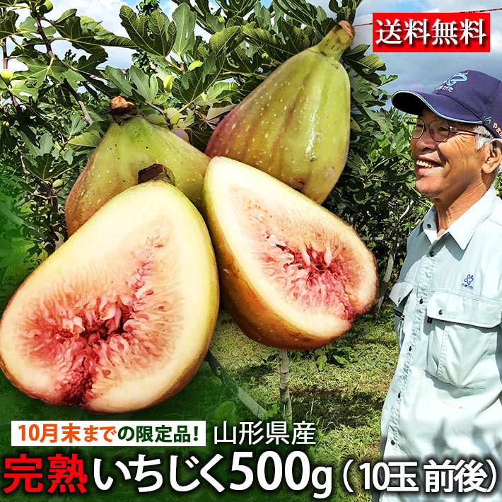 9月発送開始予定 いちじく 送料無料 山形県産 イチジク 生 無花果 約500g（10玉前後）クール ...