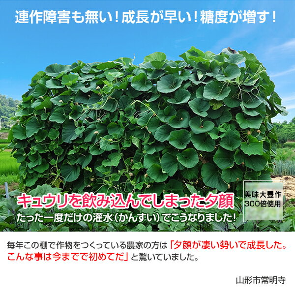 美味大豊作 植物 活力液 活性剤 20リットル 天然成分 100% GT-S 収穫量 糖度 UP 豊作 液体 肥料 液肥 植物活性剤 植物活力剤 土壌改良剤 栄養剤 植物活性液 野菜 菜園 アミノ酸 作物 活力液 希釈 園芸 花 ガーデン 農業 ガーデニング エクステリア 天然成分 送料無料 3