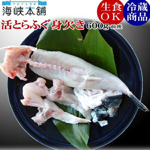 フグ刺し 朝獲れ活締めとらふぐ身欠き（1kgサイズ国産とらふぐ使用）冷蔵 生食可 約600g前後 3〜4人前 ふぐ刺し ふぐ鍋 みがき