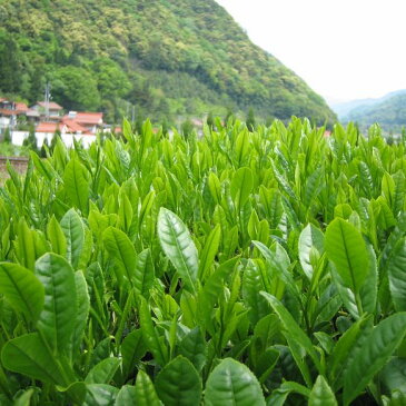 【島根県】【津和野町直地】【河田園】津和野の緑茶ティーバッグ30袋
