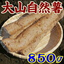 商品明細 名称 じねんじょ 内容量 850g 賞味期間 冷蔵にて1ヶ月 原材料 じねんじょ 保存方法 要冷蔵 製造者 だいせん二宮農園 商品説明 だいせん二宮農園は鳥取県の西部、国立公園　大山の麓に位置し、北に日本海を見下ろす山の手にあります。大自然に囲まれ、四季の移り変わりがはっきりしており、寒暖差が激しく冬は雪に覆われます。周りには天然の自然薯が自生しており、山地を好む自然薯に最適な環境です。当農園では4年前から自然薯の栽培を始めました。自然薯は全国的にも栽培農家が少なく、さらに地元で本格的に栽培している所はありませんでした。そこで全国の情報を調べ、栽培農家を訪ねて栽培技術を1から学びました。今では大山山麓自然薯組合を立ち上げ地元の若手農家と共に、『鳥取大山じねんじょ』を地域の新たな特産品とする為、毎年生産を拡大しています。大山じねんじょの主な特徴は、なんといっても粘りです。すり鉢を逆さまにしても落ちない粘りは、餅のようです。さらに違いを感じていただけるのが、香りです。大山じねんじょのスモーキーな香りは一度食べるとやみつきになり、すりおろした香りでお腹が空くほどです。こうした特徴は、自然薯そのものにあります。当農園の自然薯は長芋などと交配させることなく、山に自生している物から、粘りと香りの強い芋を種芋として栽培しているため、自生しているものと変わらない本物の粘りと香りを実現しています。その証拠として大山じねんじょは長芋などと違い、皮が薄く皮ごとすりおろして食べる事が出来ます。皮ごとすることで自然薯本来の香りを感じていただけます。また皮の部分に栄養成分が多くあり消化を助けるアミラーゼや、老化防止や肌に良いとされるムチン、強精作用のあるアルギニンやビタミンE、Cなどを効果的に摂取していただけます。 注意 こちらの商品は他のメーカーとは同梱できません。 だいせん二宮農園の他の商品とは同梱できます。※4〜10月は冷蔵便で送ります※だいせん二宮農園は鳥取県の西部、国立公園　大山の麓に位置し、北に日本海を見下ろす山の手にあります。大自然に囲まれ、四季の移り変わりがはっきりしており、寒暖差が激しく冬は雪に覆われます。周りには天然の自然薯が自生しており、山地を好む自然薯に最適な環境です。