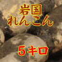 【山口県】【岩国市通津】【蓮根】【名水百選・桜井戸】【生産者直送】泥付き岩国レンコン5kg(10000565) - やまぐち開盛堂