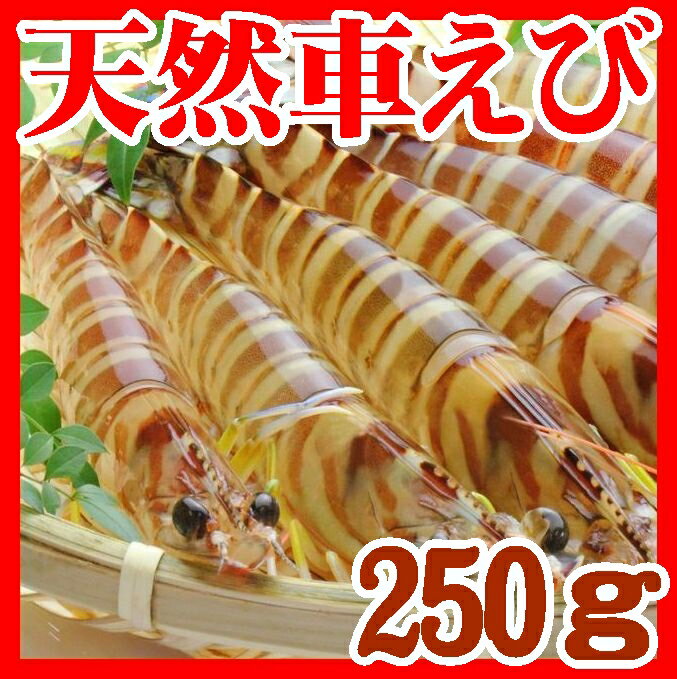 【送料無料】【創業明治26年】天然活き車海老250g【車えび】【山口県】【山口市秋穂】【原田丸海産】※北海道、東北、沖縄、離島不可※