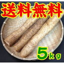 【送料無料】【山口県柳井市】【やまぐち自然薯生産組合】じねんじょ（山芋）5kg【業務用】※別途送料、東北500円、北海道1000円・沖縄、離島不可※