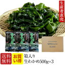 【お買い得】『2024年新生わかめ』【あす楽対応】500g×3個セット大人気!『生産者から直送』 わかめ 箱入り 鳴門海峡 鳴門産 国産 わかめ ワカメ 塩わかめ 鳴門わかめ 塩蔵わかめ 産地直送 海産物 免疫力 送料無料生ワカメ生わかめ