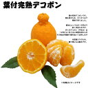 【 完熟葉付き★デコポン (8玉~12玉) 】 不知火 でこぽん 3kg 柑橘系 フルーツ デコみかん 美味しい デコポン 愛媛 不知火 取り寄せ 贈答 贈答用...