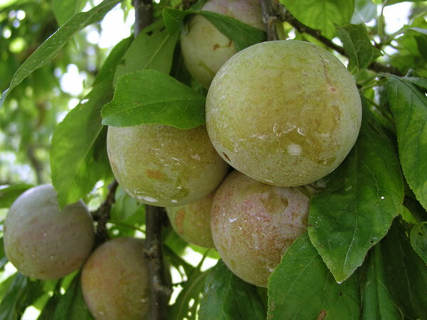 すももジャム南アルプスの手作りジャム