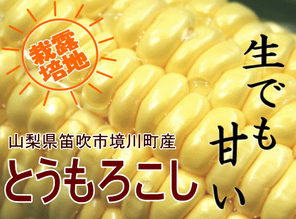 山梨産とうもろこし【露地栽培】【生産元直送品U】1箱（12本入/品種ゴールドラッシュ）※期日指定不可