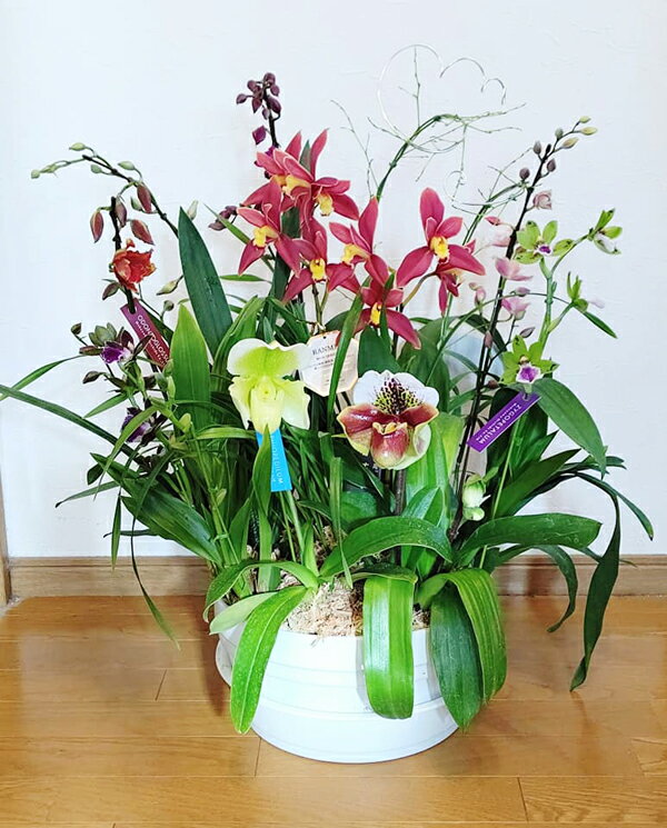 豪華・蘭の寄植え【送料無料】