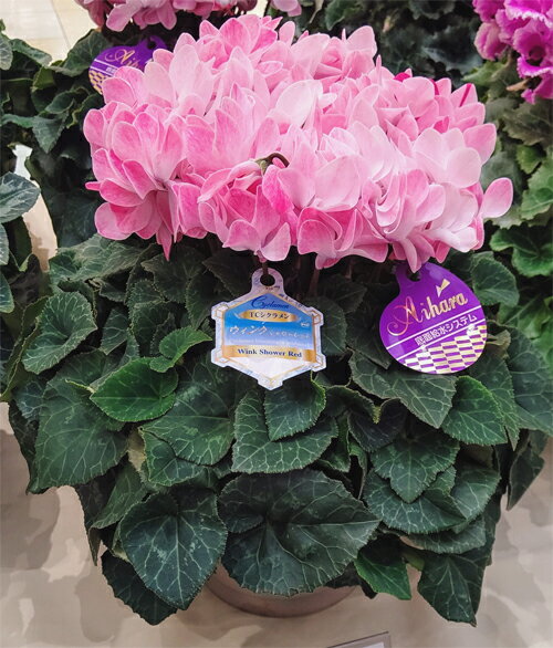 シクラメン★ウィンクシャワーレッド5寸【日にち指定不可】【楽ギフ_包装】【楽ギフ_のし】【楽ギフ_のし宛書】【楽ギフ_メッセ入力】