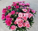 母の日 特大カーネーション(混合植え)7号鉢花【楽ギフ_包装】【楽ギフ_のし】【楽ギフ_のし宛書】【楽ギフ_メッセ入力】