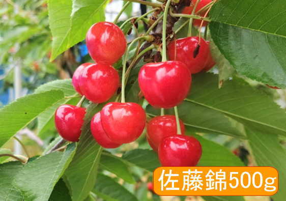 山梨県南アルプス市産