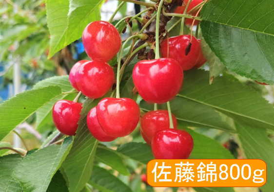 山梨県南アルプス市産