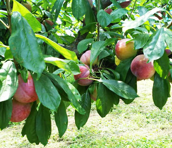 【サマーエンジェル】2kg箱（実重量約1.6kg・約7-12個）7月中旬〜8月中旬発送　南アルプス市産朝もぎたて直送【生産元直送品】