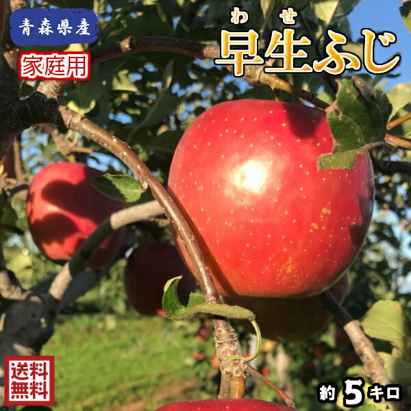 もぎたて！旬の今しか食べられません！【送料無料】青森県産　早生ふじ　家庭用　5kg（5キロ） 中生種りんご　食品　果物　フルーツ　お取り寄せグルメ
