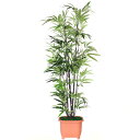 造花 インテリア 人工観葉植物 大型 エレガントバンブー 黒竹 180cm TKD フェイクグリーン インテリアグリーン CT触媒 光触媒 snb bgr