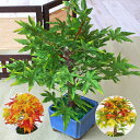 造花 盆栽仕立てのもみじ 紅葉 シルクフラワー CT触媒 光触媒 bgr