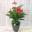 造花 インテリア アンスリウムの鉢植え 70cm 観葉植物 フェイクグリーン インテリアグリーン シルクフラワー CT触媒 光触媒 bgr