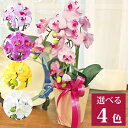 胡蝶蘭 造花 シルクフラワーのミニ胡蝶蘭の手頃な大きさの鉢植え 3本立ち ミディ お中元 お歳暮 年末年始 ご挨拶 贈答 ギフト プレゼント お祝い 3本立 造...