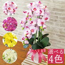 胡蝶蘭 造花 シルクフラワーのミニ胡蝶蘭の手頃な大きさの鉢植え 5本立ち ミディ お中元 お歳暮 年末年始 ご挨拶 贈答 ギフト プレゼント お祝い 5本立 造...
