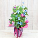 造花 朝顔の鉢植え 夏のアレンジ あさがお アサガオ シルクフラワー CT触媒 光触媒 フラワーアレンジ インテリア フラワーアレンジメント arg