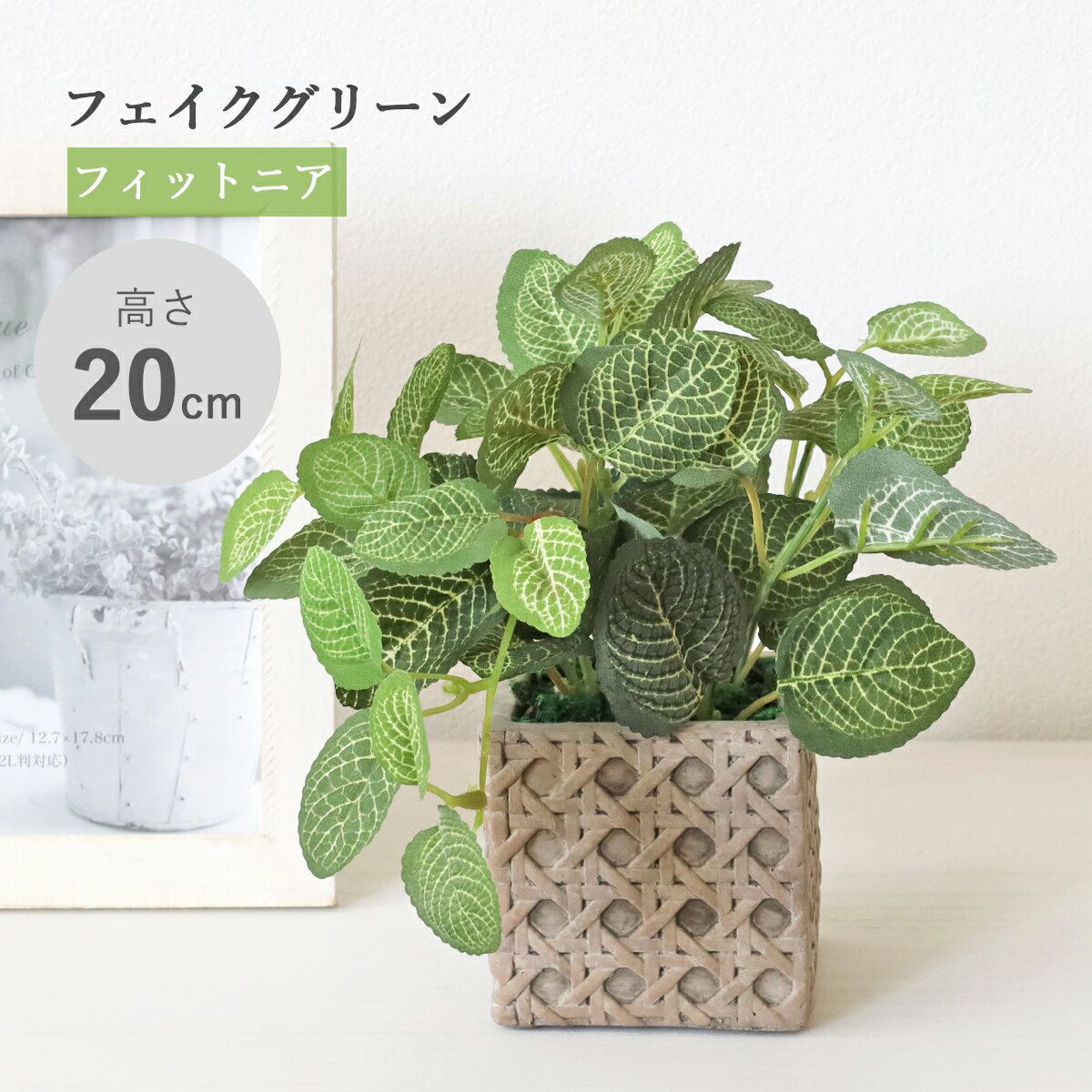 造花 観葉植物 フェイク フィットニアの鉢植え リアル 卓上 小さめ インテリア フェイクグリーン インテリアグリーン CT触媒 光触媒 mgr