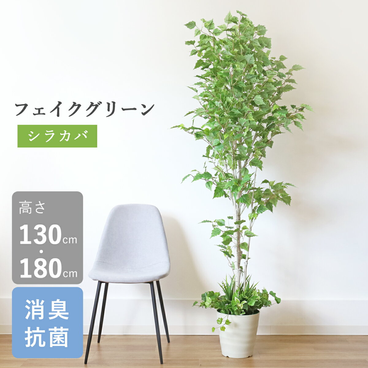 楽天市場】観葉植物 しらかばの通販
