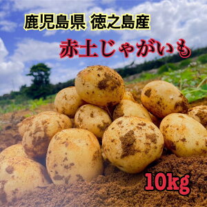 今季終了間近 新じゃがいも ジャガイモ ポテト バーベキュー 赤土じゃがいも 馬鈴薯 ばれいしょ 鹿児島県徳之島 国産 2Lサイズ 10kg 送料無料 南国 ニシユタカ 野菜 カレー シチュー おうちグルメ ギフト おすすめ商品