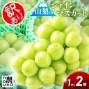 シャインマスカット 訳あり 山梨 【1房 or 2房 】 山梨県 笛吹市 糖度 ギフト 旬 夏 敬老の日 名産 お土産 贈答 贈答用 1kg 1キロ 種なし フルーツ 果物 グルメ 食品 送料無料 楽天 お取り寄せ スーパーセール お買い物マラソン 買い回り 【順次 発送中】
