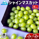 シャインマスカット 訳あり 山梨 山梨県 「約1房分 500g/約2房分 1kg」【+50g増量】笛吹市 糖度 規格外 旬 お中元 御中元 プレゼント 1キロ 2房 種なし フルーツ 果物 マスカット 食品 グルメ 産地直送 送料無料 楽天 お取り寄せ わけあり 【予約商品:8月下旬発送開始】