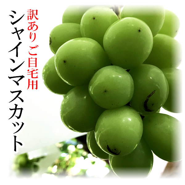 ■商品詳細 ・名称:ぶどう ・産地:山梨県 ・栽培方法:露地栽培 ・品質:訳あり(玉割れ、一部脱粒、カスレ汚れ等) ・品種:シャインマスカット ・内容量:約1Kg ・個数:2房入