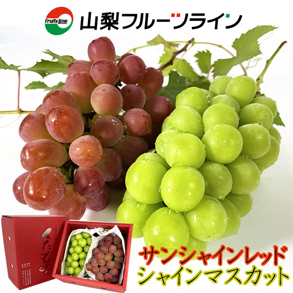 サンシャインレッドとシャインマスカット 山梨県産 ぶどう詰め合わせ セット 産地直送 送料無料一部地 ...