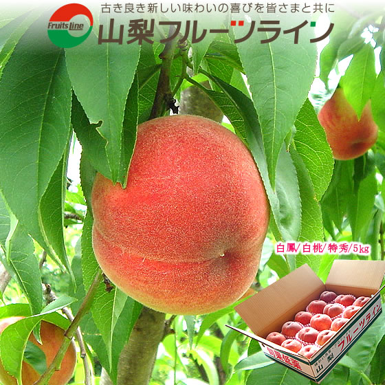 桃 桃 山梨県産 白鳳 白桃 甲斐黄金桃 特秀 5kg 父の日 お中元 ギフト 送料無料※一部地域を除く 生産者 農業生産法人(有)山梨フルーツライン【贈答用 モモ もも お取り寄せ 産地直送 果物 内祝 お誕生日プレゼント 御礼 御祝 柔らかい桃 硬い桃 御供】