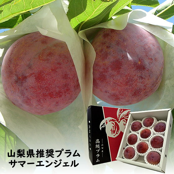 山梨県 プラム すもも スモモ サマーエンジェル 8個から10個入 約1.5〜2Kg 化粧箱入 お中元 御中元 ギフト 贈り物 プレゼント 産地直送 送料無料※一部地域を除く