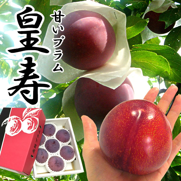 楽天市場】鹿児島プラム 販売の通販