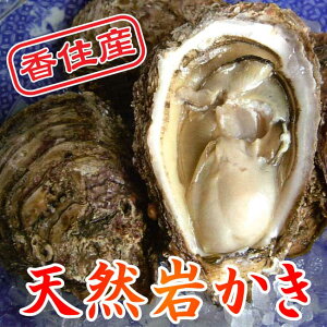 [岩カキ特大6個前後2kg]香住産の 岩牡蠣 は夏限定！日本海の天然の味覚、 岩牡蠣 をどうぞ♪6個前後（2kg）[冷蔵]