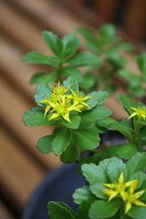 テカリダケキリンソウ