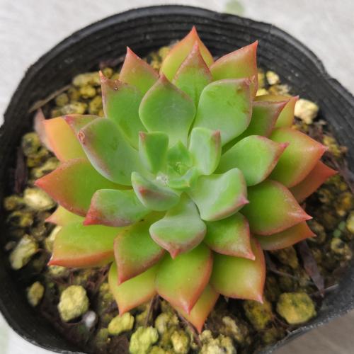 多肉植物エメラルドリップ 深みのある緑が素敵なエケベリア 四色だんご 多肉植物エメラルドリップ 深みのある緑が素敵なエケベリア 四色だんご