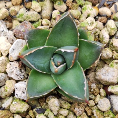 アガベ 王妃笹の雪 B型　2.5号ポット苗のサムネイル