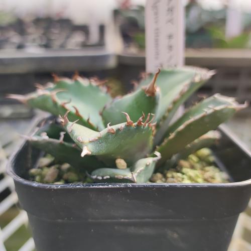 アガベ チタノタ 白鯨 9cmポット苗　現品販売No.16　多肉植物 観葉植物のサムネイル