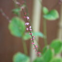 ミズヒキ【花　色】　赤【花　期】　秋【草　丈】　30cm【日　照】　日陰ミズヒキ（Persicaria filiformis）は、その名が示すように、水辺でよく見られる植物で、一年草または多年草として生育します。また、その細長い花穂が水引を思わせることからこの名がつけられました。水引は日本の伝統的な装飾品で、特に結婚式などの祝い事で使われることから、ミズヒキは良き事の象徴ともされています。■ 科　名 : タデ科■ 学　名 : Persicaria filiformis■ 起　源 : ミズヒキは日本原産の植物で、湿地や水辺を好みます。他にも東アジアの一部地域にも分布しています。■ 花　期 : 夏から秋にかけて（7月〜10月）。■ 花　色 : 花は白色または淡いピンク色で、細長い花穂をつけます。■ 育て方 : 水はけのよい土壌を好み、半日陰の場所が適しています。湿度が高いところを好むため、乾燥には弱いです。夏場の水やりはしっかりと行い、土が乾かないように注意が必要です。また、寒さには比較的強く、冬季の霜にも耐えられます。