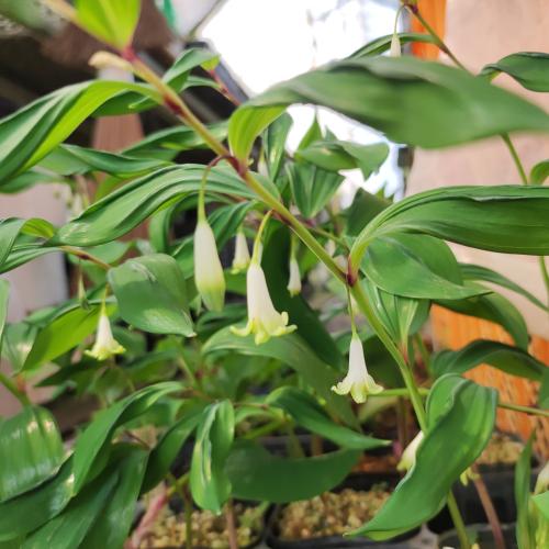 甲竜アマドコロ　ポット苗