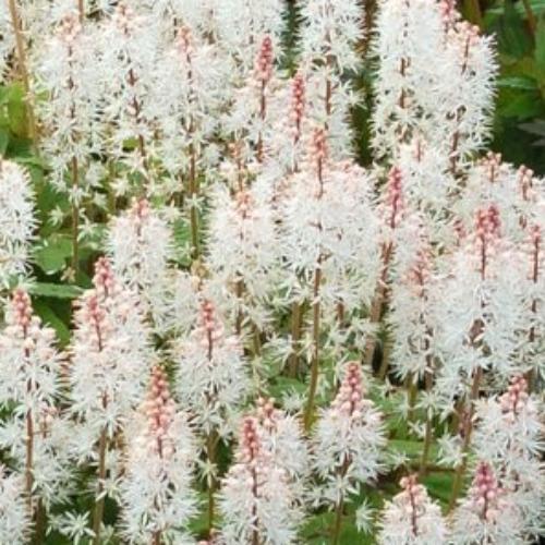 ティアレラ スプリングシンフォニー　ポット苗のサムネイル