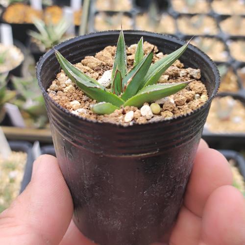 アガベ　笹の雪　2.5号ポット苗のサムネイル