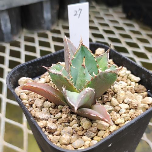 アガベ チタノタ 白鯨 現品販売?【学　名】　Agave Titanota 'Hakugei'【年　生】　多年草(宿根草)【花　色】　観葉【草　丈】　10cm【日　照】　日向【耐寒性】　やや寒さに強い（半耐寒性）【耐暑性】　暑さに強い（耐暑性あり）アガベ チタノタ 白鯨 9cmポット苗　現品販売No.27この商品は、現品販売です。画像の商品が実際にお送りする商品になります。ご購入時期により葉の状態など変化する場合があります。写真撮影日：2023/6/20台湾輸入株。発根処理済みですので、このまま通常栽培可能です。使用している角形プラ鉢は3号（幅約8cm、対角で約11cm）です。植物の大きさの参考にしてください。アガベ愛好家の間では有名な品種です。厳つい棘が魅力的で丈夫ですのでアガベ初心者の方でも比較的安心して購入できる品種です。日照・温度・水やり、その他環境により葉の形が決まります。お好みのチタノタ作り込んむには最適な素材です。●栽培のポイント【日照・温度】良い姿を維持するには日照が大切です。なるべく日に当て徒長しないようにしてください。注意点としては冬季など水やりを控えている時期は強い日照に当たると葉焼けしやすいので気を付けてください。多肉植物の中では低温に強い方なのですが5℃以上で管理するのが無難です。【水やり】通常は1週間に一度、鉢底から流れ出るぐらいに水やりをします。冬など低温で成長できない時期は月に1度ぐらいでも大丈夫です。注意点としては日照が少ない状態で水遣り頻度が多いと徒長や根腐れをしやすくなります。状態を見ながら回数を調整してください。成長の度合いを見るには中心の一番若い葉の棘にマーカー（粘土や発泡スチロールの粒など）を挿しておくと生長に従い外側へと移動するので日付を記録しながら画像で記録しておくと分かりやすいです。【肥料】植替えなどのタイミングには元肥を規定量入れます。鉢表面には化成肥料を置き肥料切れしないようにしてください。与えすぎによる徒長には気を付けてください。【消毒】基本、無農薬でもよいのですが環境によってはカイガラムシなどつく場合があります。予防的に農薬は有効です。【室内で管理する場合】姿良く育てるには日照と水やりタイミングがポイントです。日照を補うために植物育成灯などを併用すると有効です。